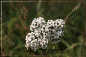 Yarrow The Illustrated Herbiary