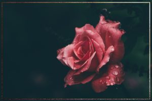 Rose The Illustrated Herbiary