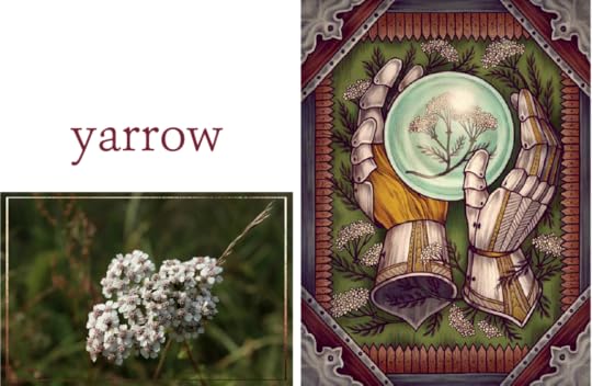 Yarrow The Illustrated Herbiary