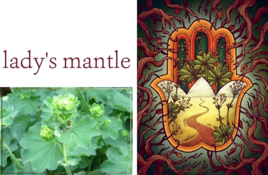 Lady's Mantle The Illustrated Herbiary