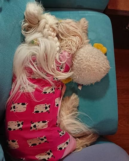 Sweet, tired Petal sleeping with her goose toy, her leg against mine as I work. (Smiling) She is such good company.<br />.<br />.<br />.<br />#petalrainfield #chinesecrested #hairyhairless #dogstagram #ilovemydog #ilovemychinesecresteddog #dogmom<br />#cherylrainfield #YAwriter #LGBTQwriter #booknerd #bookworm #ireadYA #survivor #feminist