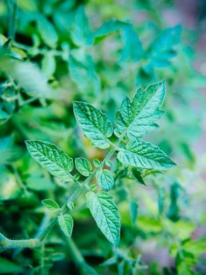 Tomato Leaves: The Toxic Myth