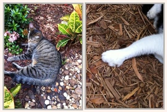 The Hemingway six toed cats. The Backpacking Housewife Key West