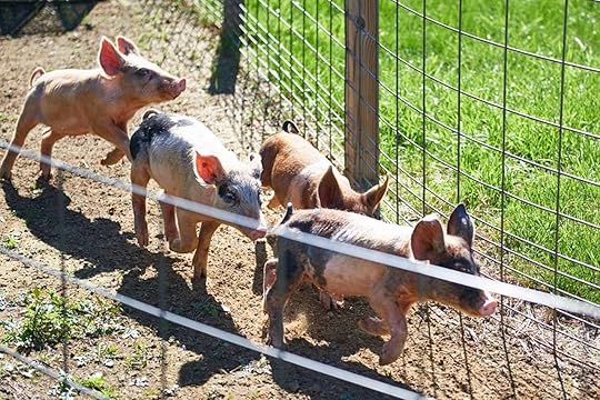 Mississippi State Fair