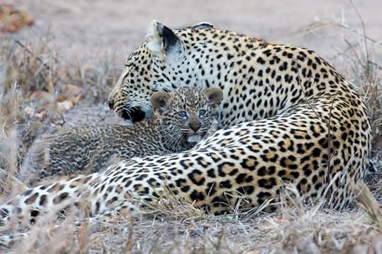 leopard mum with cub