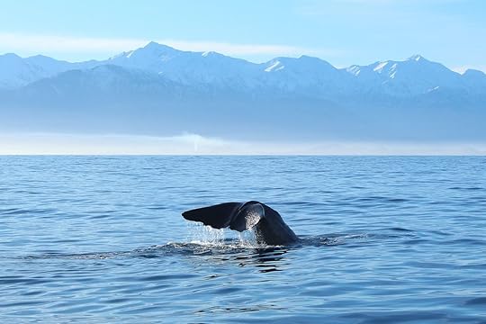 Sperm Whale Tail and Mountains in Kaikoura, New Zealand