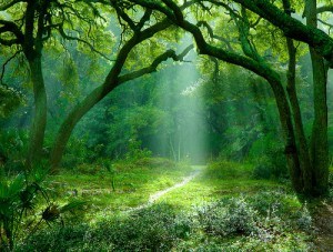 Path in the rainforest