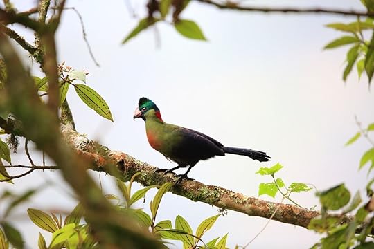 Ruwenzori turaco (Ruwenzorornis johnstoni) in Nyungwe National Park, Rwanda