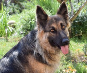 Search and Rescue Dogs