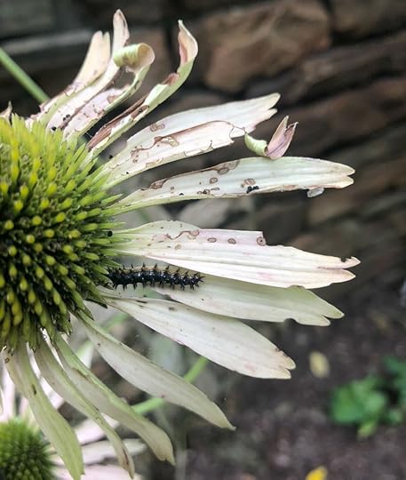Silvery Checkerspot Caterpillar