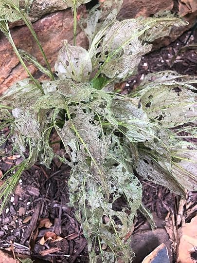 coneflowers infested with silvery checkerspot caterpillars