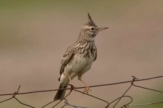 belgaimage-38389259-full