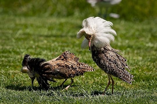 1280px-_Philomachus_pugnax_-_Diergaarde_Blijdorp-8c