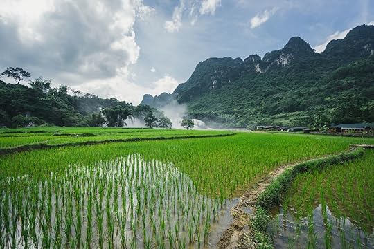 Vietnamese rice fields in Ha Giang Loop
