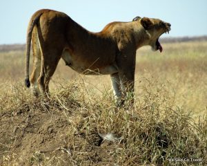 Lion by Lisa Niver