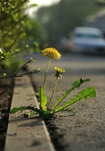Dandelion growing through pavement crack
