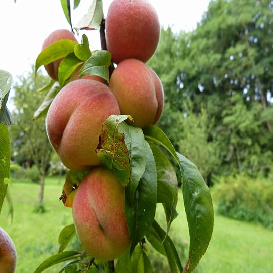 5 Peach Orchard Pixabay Resized.jpg