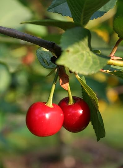 Cherries RGB Stock.jpg