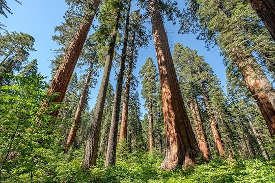 Calaveras Big Trees State Park