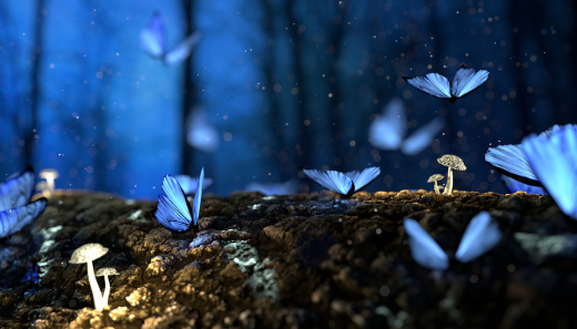 butterflies