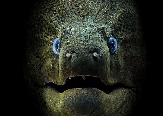 Scuba Diving magazine compact photo contest winner