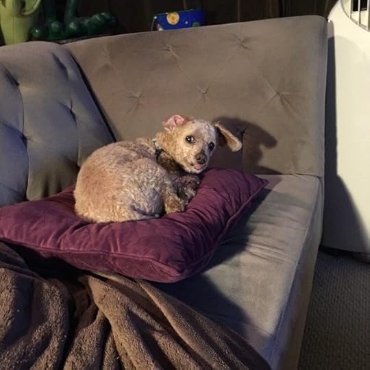 Tycho, the furry enigma