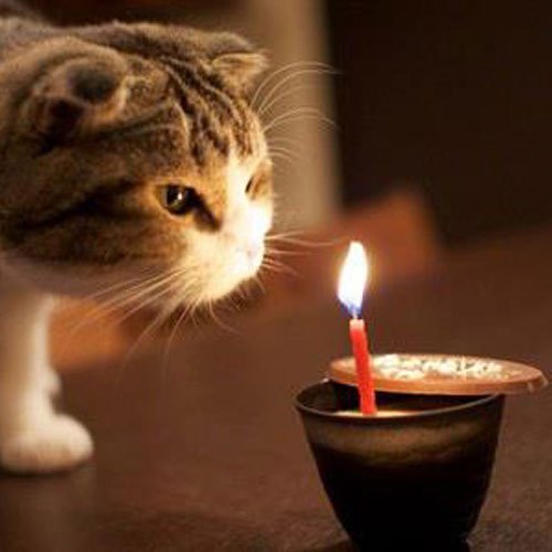 Image result for cat birthday