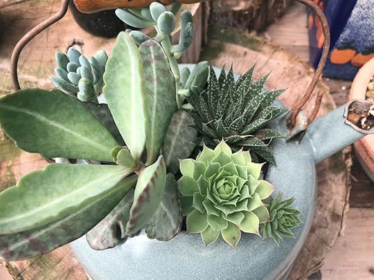 Succulent Teapots
