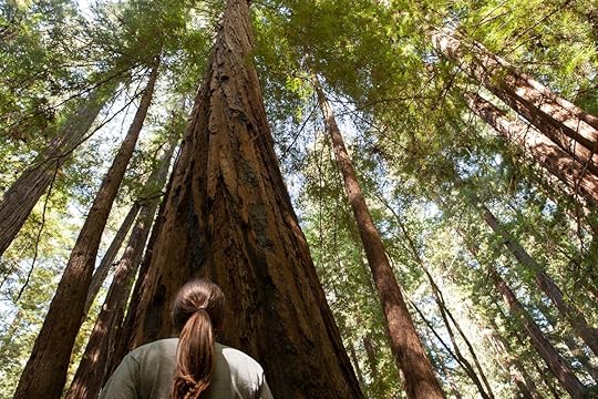 California Redwoods