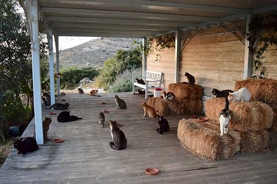 Cats on the Greek island of Syros