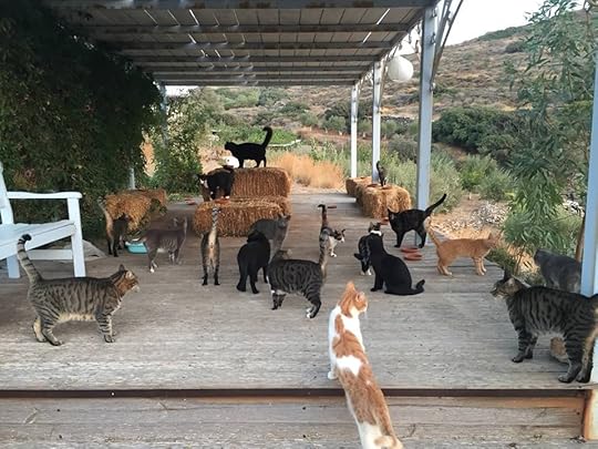 Cats on the Greek island of Syros