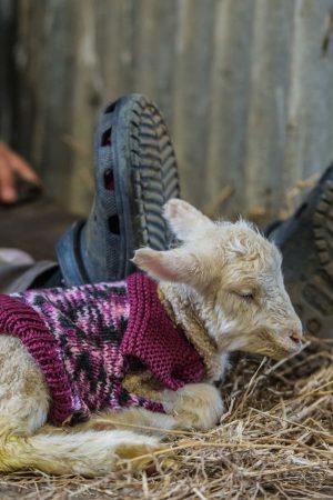 Day Old lamb in a knitted jumper