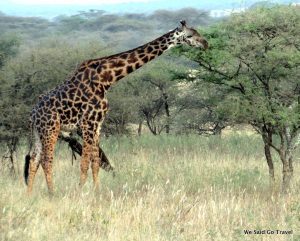 Giraffe by Lisa Niver