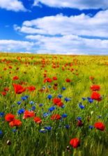 poppies, World War I, In Flanders Field, opium poppy, Demeter, Persephone, poppies in Greek mythology, A Poppy in Remembrance, John McCrae, Remembrance Day, Armistice day