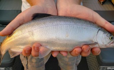 kokanee