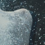 Powder