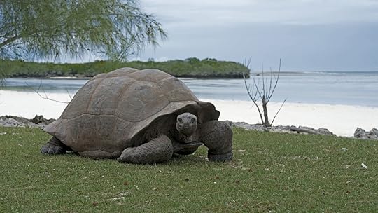 Giant Aldabra Tortoise in Aldabra, a UNESCO World Heritage site