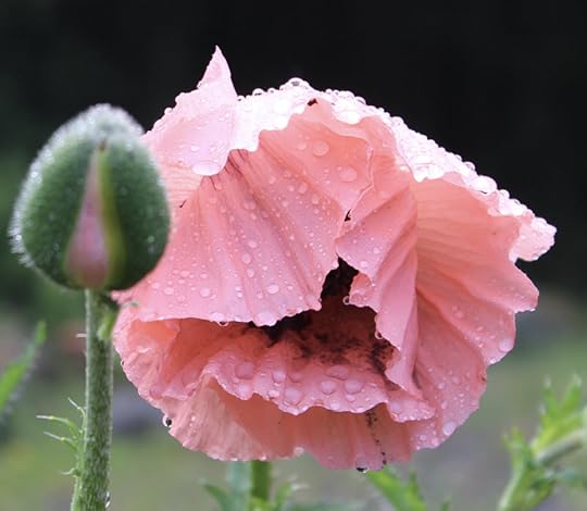 Poppy bud and flower