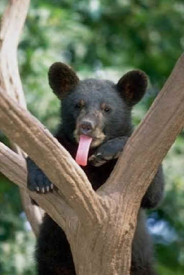 facts about bears