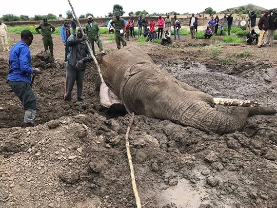 Elephant trapped in mud in Kenya 2