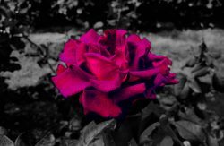 Story Notes: August Patron Fiction