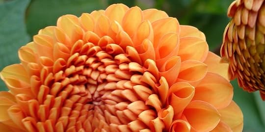 Dahlia One | Hang On to Hope