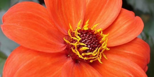Wellington Flower | Hang On to Hope