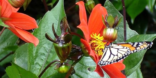 Flowers with Butterfly | Hang On to Hope