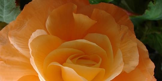 Begonia | Hang On to Hope