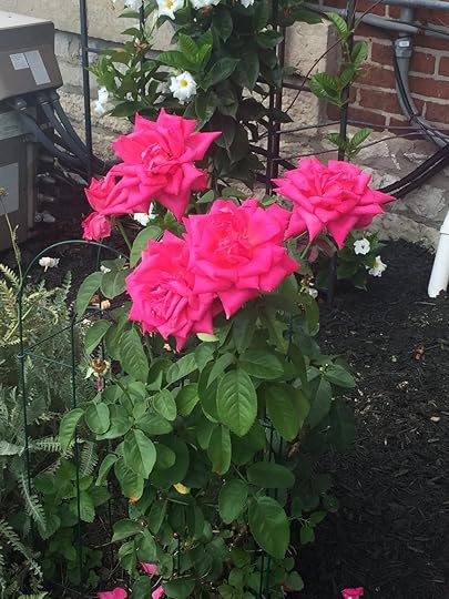 Roses outside the parish priory