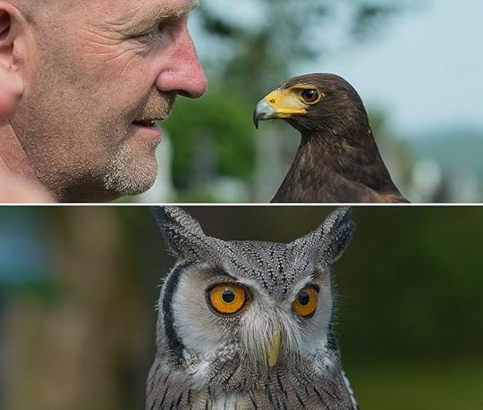 Falconry Collage