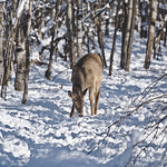 White-tailed deer