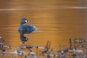 Pied Billed Grebe