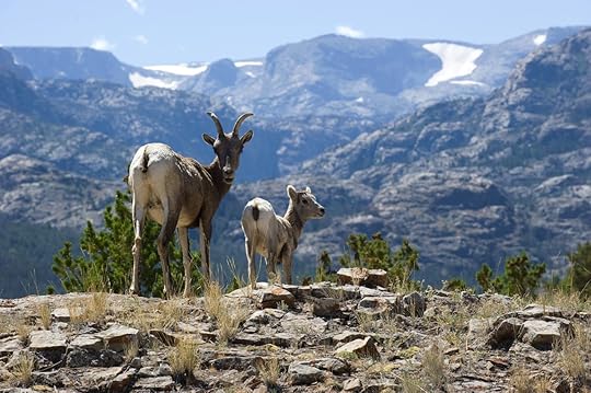 Rocky Mountain bighorn sheep with lamb in Wind River Range, Wyoming